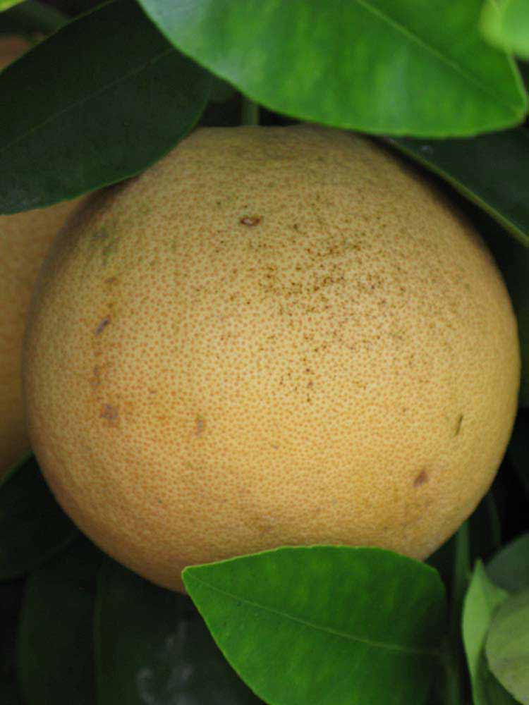            Fruit (Riverside, CA)   